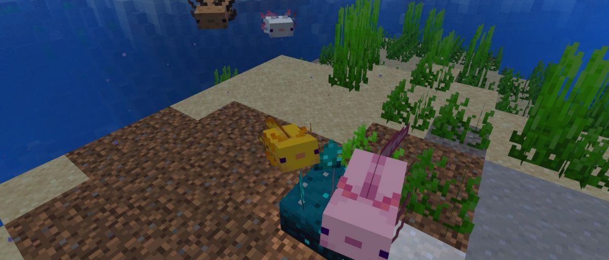 Minecraft 1.17 Nieuws: Snapshot 20W51A - Axolotls